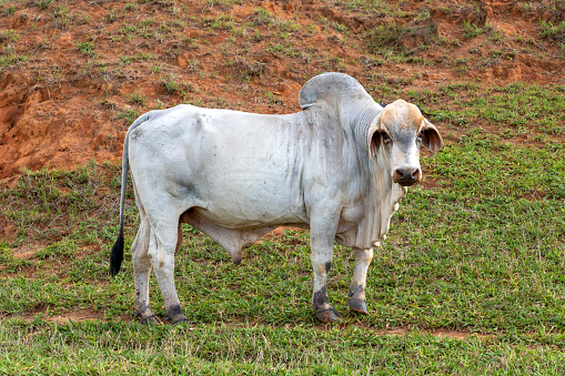 Nelore bull in green pasture