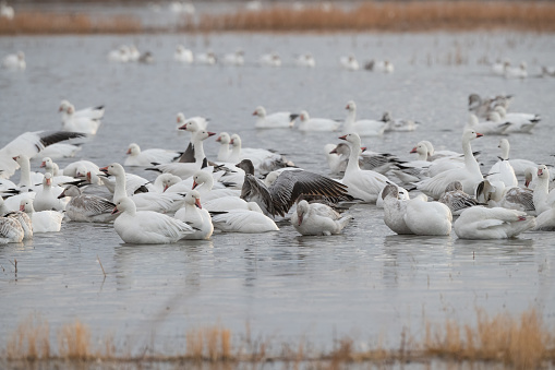 Rear view of a Snow Goose or Ross's Goose Lands in a Marsh in Northern California