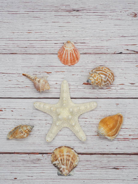 istock Seashells and starfish on wood 1359756112