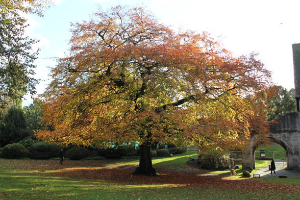 istock A tree and different colours of leafs of that tree 1359756964