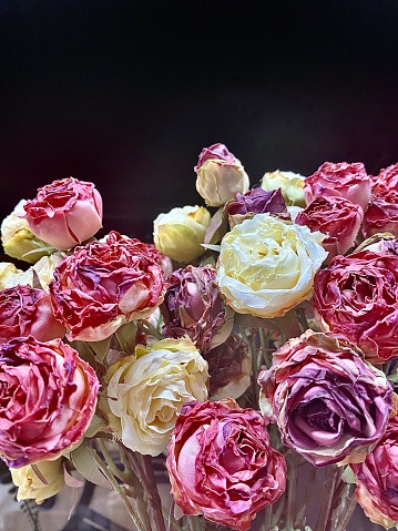 Vertical close up of textured roses in pink red purple and yellow cream against black background