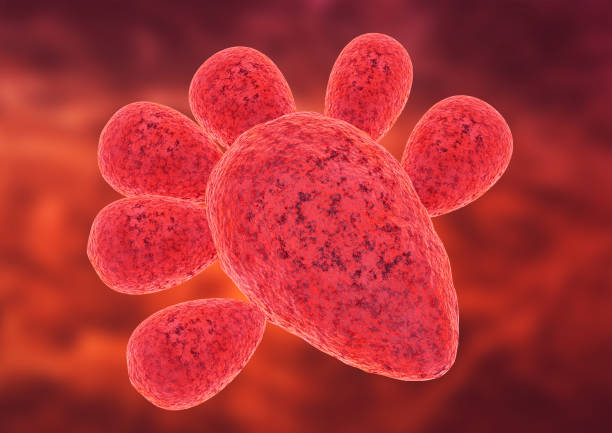 paracoccidioides fungus is the cause of paracoccidioidomycosis is a systemic mycosis that occurs in humans - morphology imagens e fotografias de stock