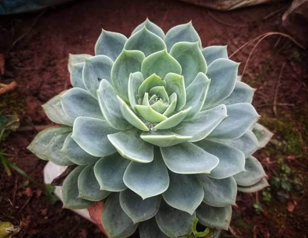 istock Echeveria peacockii plant 1359766277