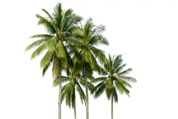 Photo of Coconut tree isolated