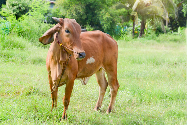 istock Cows in thailand, 1359766386