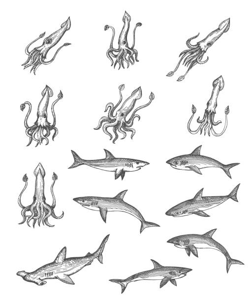 Squids and sharks animal vector sketches Squids, sharks and hammerhead shark animal vector sketches, ancient map design elements. Vintage hand drawn deep sea monsters with engraved tentacles, tails and fins, isolated underwater predators giant fictional character illustrations stock illustrations