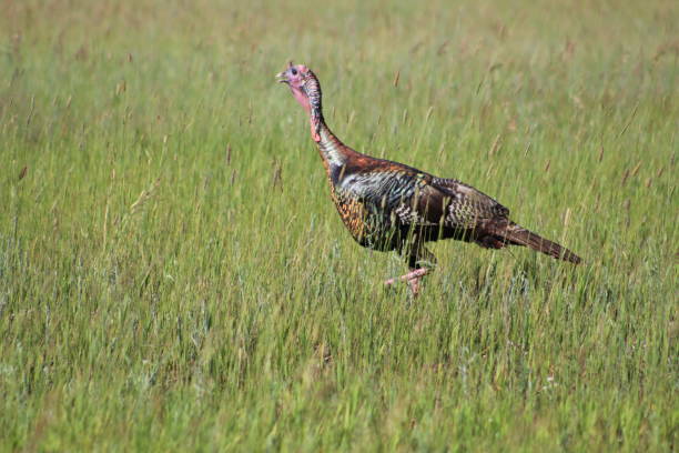 istock Northern Michigan Turkey 1359768993