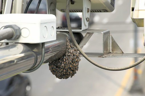 Wasp nest on speed camera car.