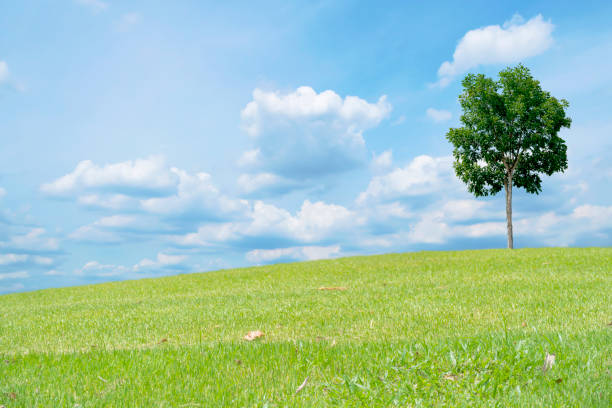istock Beautiful green meadow field hill with white clouds and blue sky and tree 1359770570