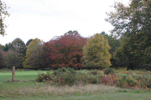 Wollaton Hall and deer park trees