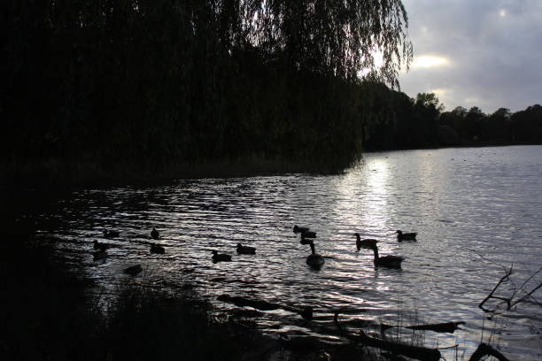 Wollaton Hall and deer park
