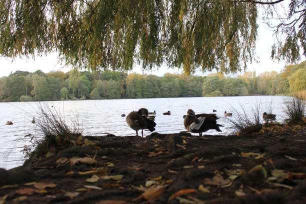 Wollaton Hall and deer park