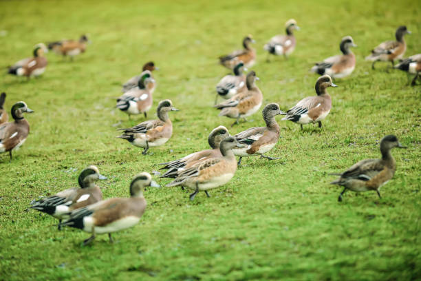 Free Stock Photo of A Flock of Ducks Crossing Lush Green Field ...