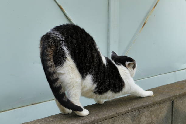 istock Japan, lying down and getting up of the cat 1359775045