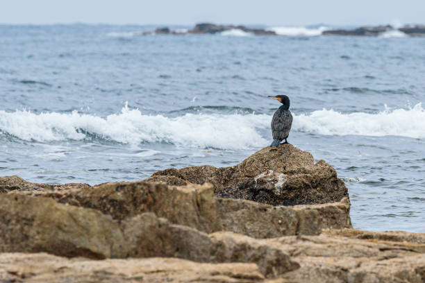 Great Cormorant on a rock, Mollymook Beach, NSW, December 2021