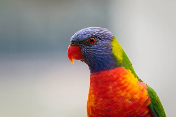 Rainbow Lorikeet on a balcony, Mollymook Beach, NSW, December 2021 Rainbow Lorikeet on a balcony, Mollymook Beach, NSW, December 2021 rainbow lorikeet photos stock pictures, royalty-free photos & images