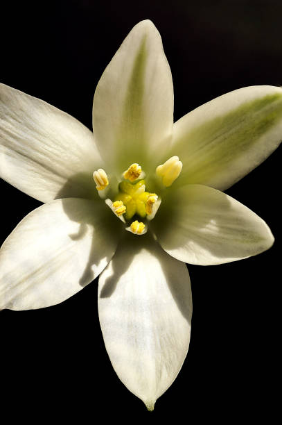 istock White delicate flowers found on wild plants and weeds 1359775810