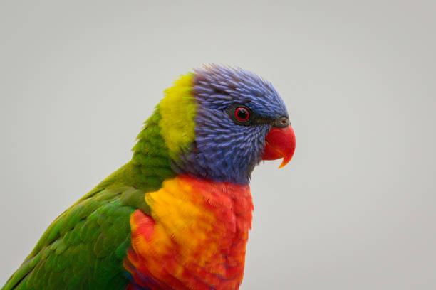 istock Rainbow Lorikeet on a balcony, Mollymook Beach, NSW, December 2021 1359776458