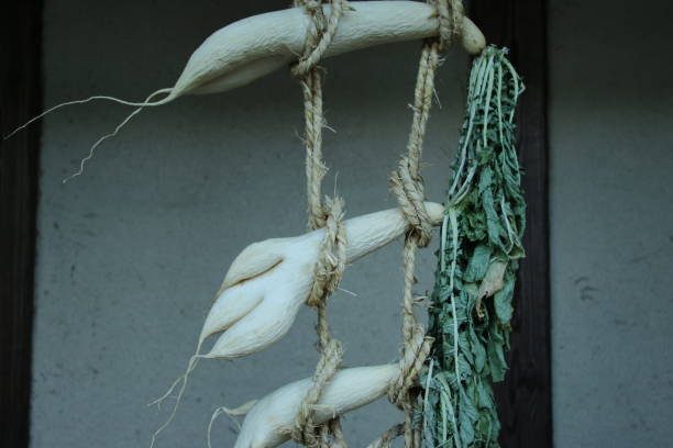 istock Dry the radish to make it pickled as Japanese custom 1359777272