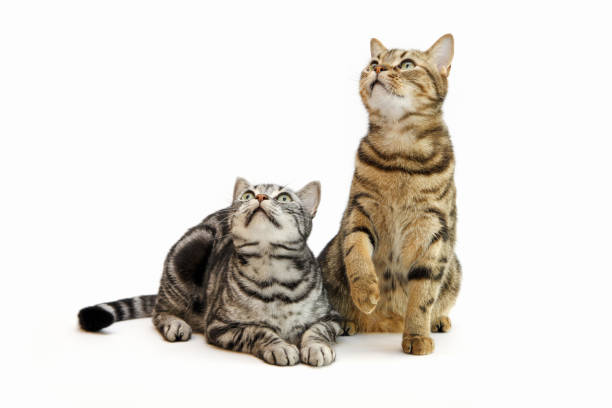 istock tabby pet american shorthair cat 1359782057