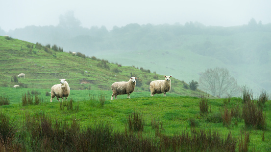 Sheep in the rain on the green hills in Golden Bay, South Island.