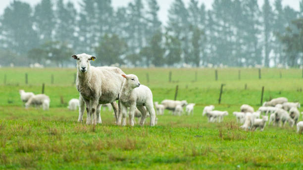 agnello e pecora sotto la pioggia sulle verdi colline di golden bay, isola del sud. - golden bay foto e immagini stock