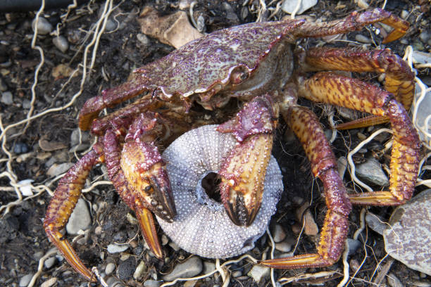 istock crab hairy by the sea 1359784711