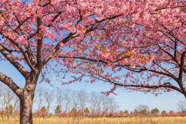 istock Cherry blossoms in Japan. Kawazu-zakura 1359785167