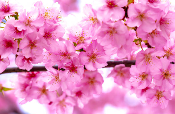 istock Cherry blossoms in Japan. Kawazu-zakura 1359785746