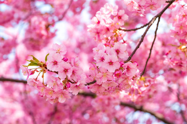 istock Cherry blossoms in Japan. Kawazu-zakura 1359785808
