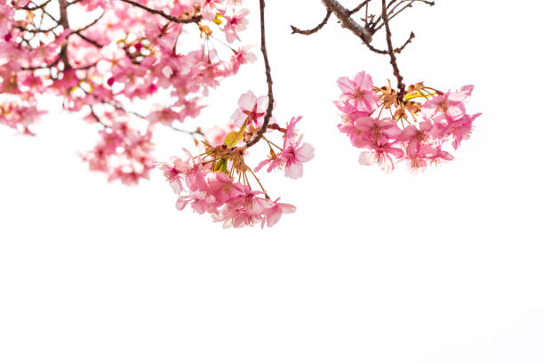 istock Cherry blossoms in Japan. Kawazu-zakura 1359785828