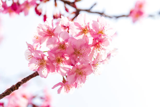 istock Cherry blossoms in Japan. Kawazu-zakura 1359785871