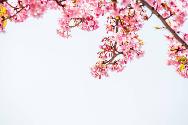 istock Cherry blossoms in Japan. Kawazu-zakura 1359785900