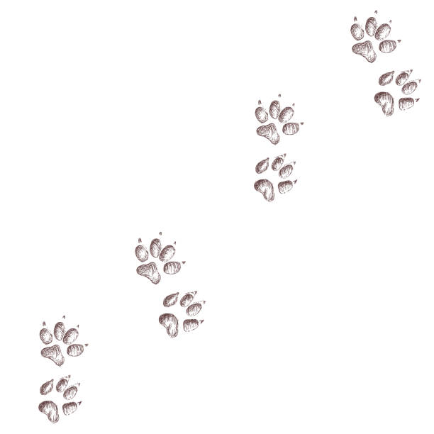 istock tiger, cat steps, footprint, trail. tiger, cats tracks. Typical footprints 1359785927