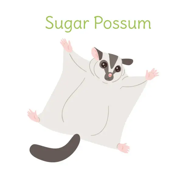 Vector illustration of the sugar possum is flying. Australian bird in a simple style. Flat vector illustration
