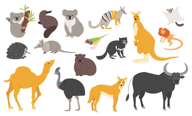 ilustrações de stock, clip art, desenhos animados e ícones de a set of australian animals in different poses for design. koala, platypus and kangaroo in simple style. - gouldian finch