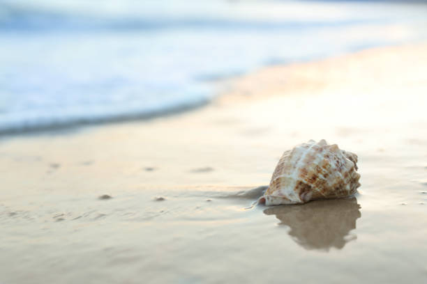 istock Beautiful seashell on sandy beach at sunrise. Space for text 1359787659