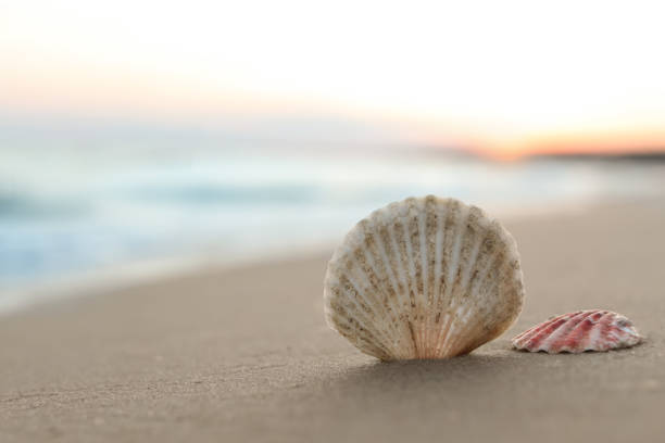 istock Beautiful seashells on sandy beach at sunrise, closeup. Space for text 1359787768