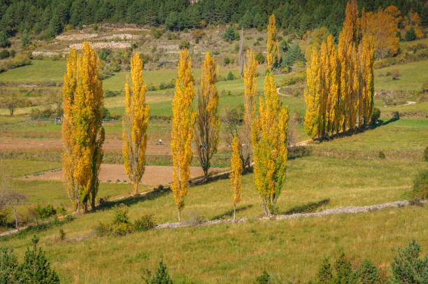 Autumn in some poplars in the Gósol valley, in Berguedà (Catalonia, Spain, Pyrenees) stock photo