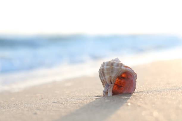 istock Sandy beach with beautiful seashell on sunny day. Space for text 1359787882