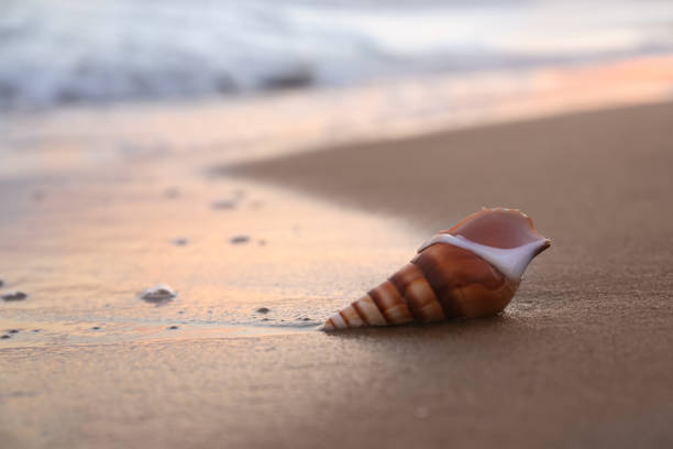 istock Beautiful seashell on sandy beach in morning. Space for text 1359788617