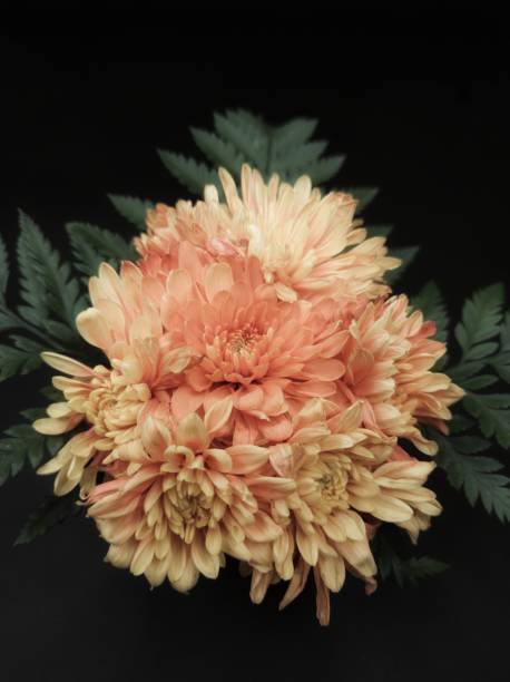 istock The orange flowers on the background. 1359789249