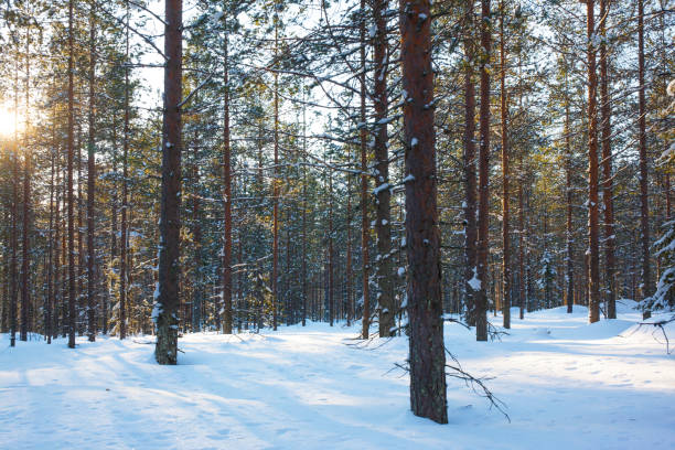 Sunset in the winter forest. The sun is low on the horizon. Travel to Santa Claus. Lapland. The snow has clear shadows from the trees.
