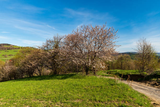 istock Beautiful springtime Bile Karpaty mountains in Czech republic with meadows, blossoming trees and blue sky 1359790282