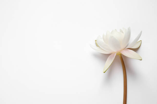 istock Beautiful blooming lotus flower on white background, top view 1359791022