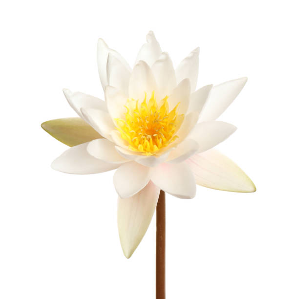 istock Beautiful blooming lotus flower isolated on white 1359791031