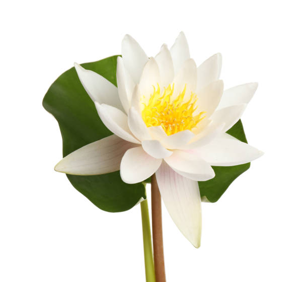 istock Beautiful blooming lotus flower with green leaf isolated on white 1359791105