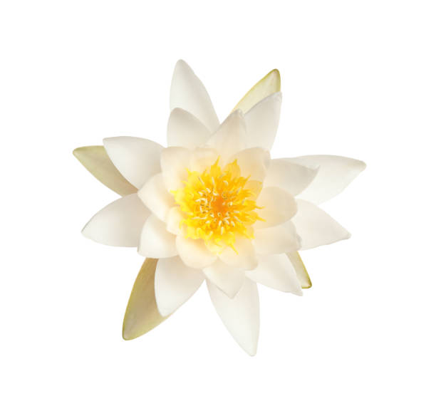 istock Beautiful blooming lotus flower isolated on white 1359791171