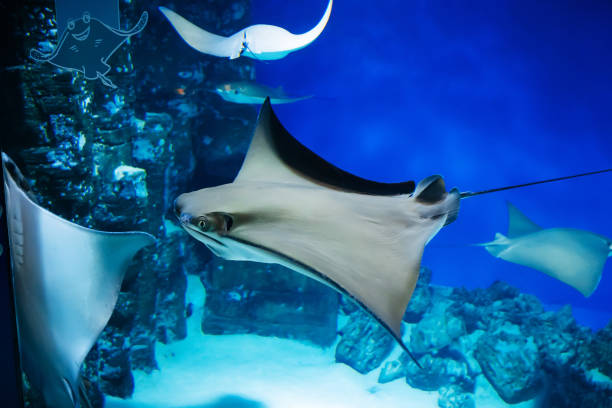 Stingray fish swims slowly glass aquarium