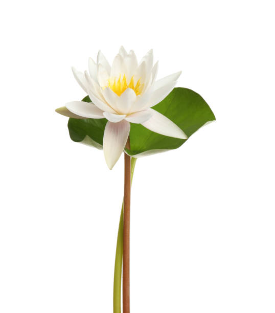 istock Beautiful blooming lotus flower with green leaf isolated on white 1359791828